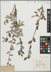 Foto von Salix repens subsp. argentea (Sm.) G. Camus & A. Camus